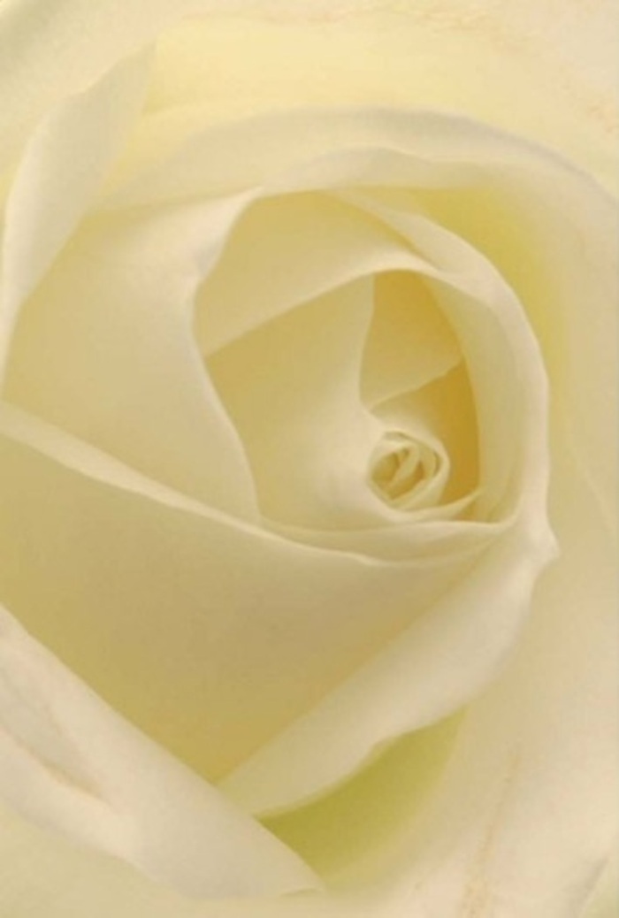 Drawing close to a white rose arranged fresh from a Knightsbridge florist's bench, you are swept into a reverie of tranquility and harmony. The blossom's layered petals, pure white with a touch of creamy warmth, swirl in a near-perfect spiral, their softly illuminated folds seemingly aglow with inner light. The delicate gradations of tone-cream sliding into spring white-mirror the subtle play of London sunshine filtering through a garden near Hyde Park. Each petal carries the imprint of skilled hands and devoted artistry, forming an arrangement that speaks to the heart whether it's offered as an apology, romantic gesture, or centerpiece at an elegant wedding along Sloane Avenue. The poised bloom radiates a serene, clean presence, with shadows gently defining depth and resilience, while the faint, fresh scent drifts through the air like a promise kept. For the community of Knightsbridge, this rose is more than a flower-it is a symbol of hope, peace, and sophistication in every local celebration and remembrance.
